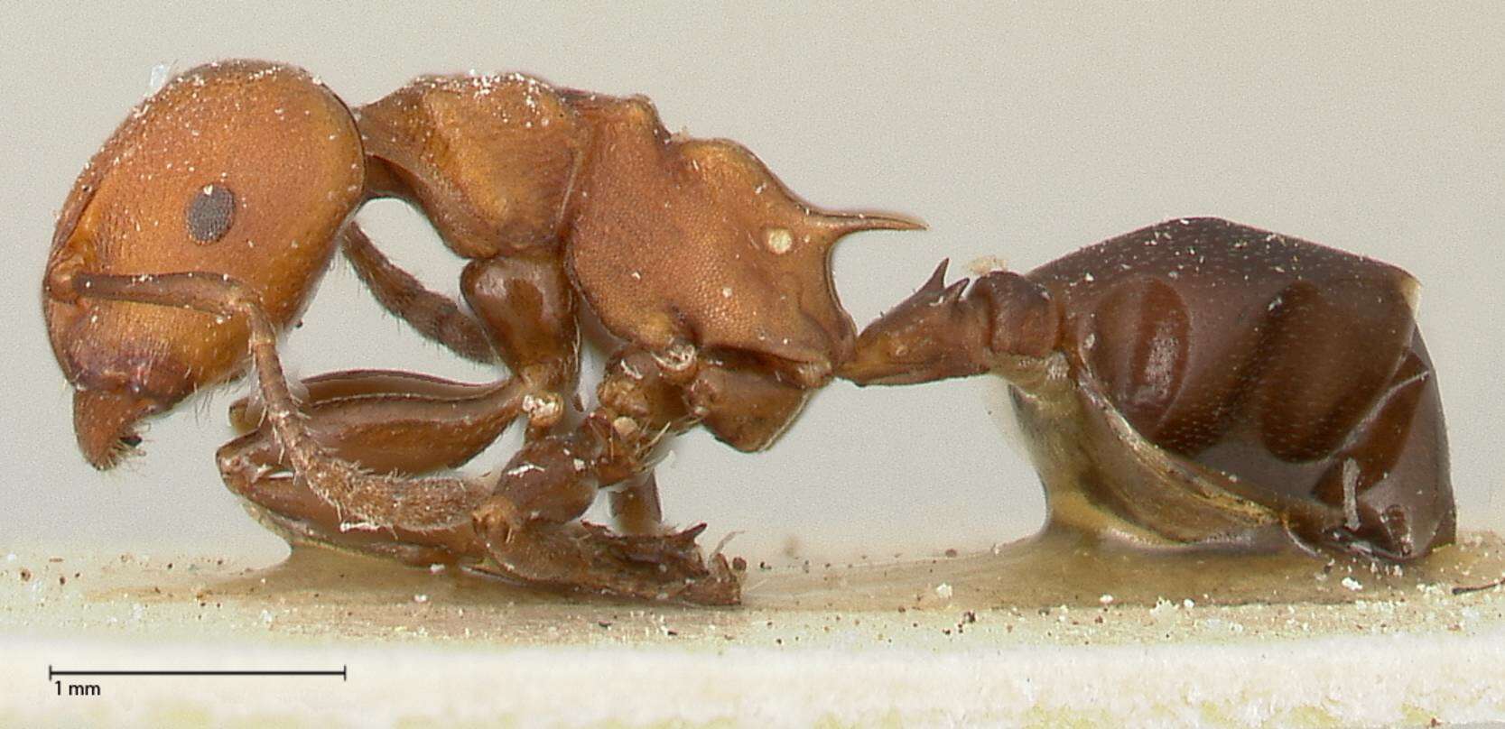 Image of Atopomyrmex mocquerysi Andre 1889