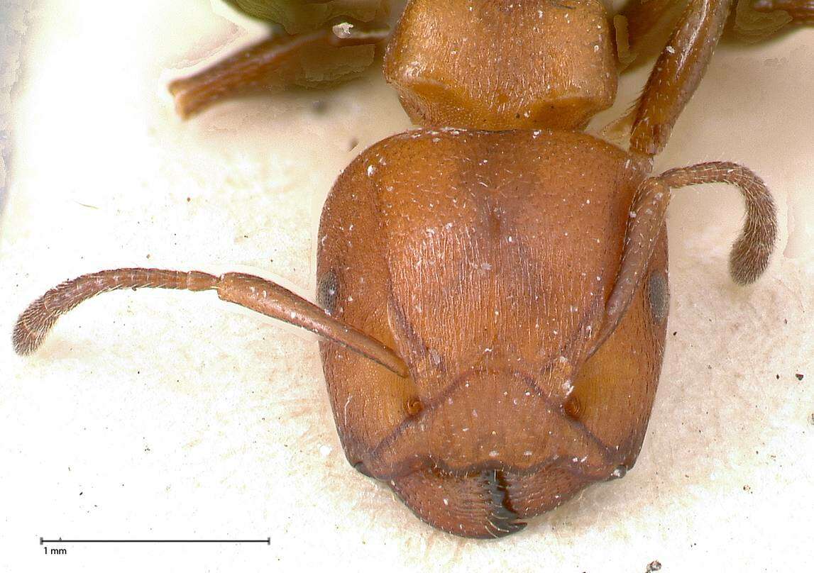 Image of Atopomyrmex mocquerysi Andre 1889