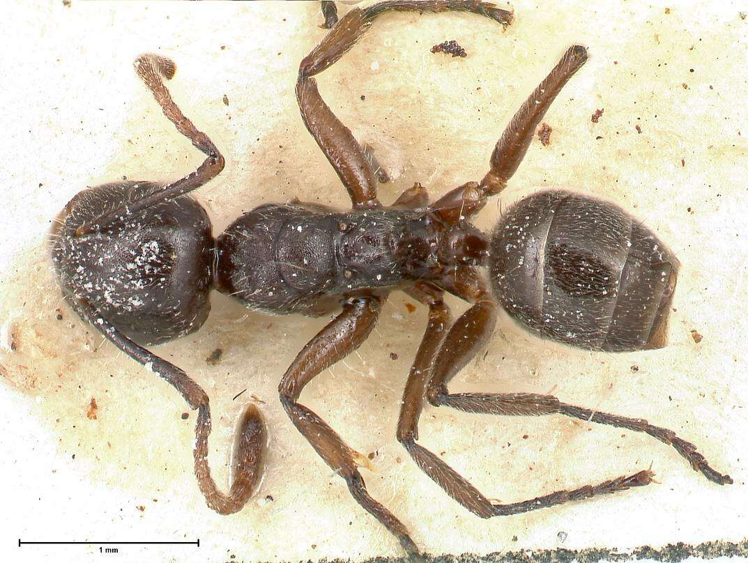 Image de Camponotus overbecki Viehmeyer 1916