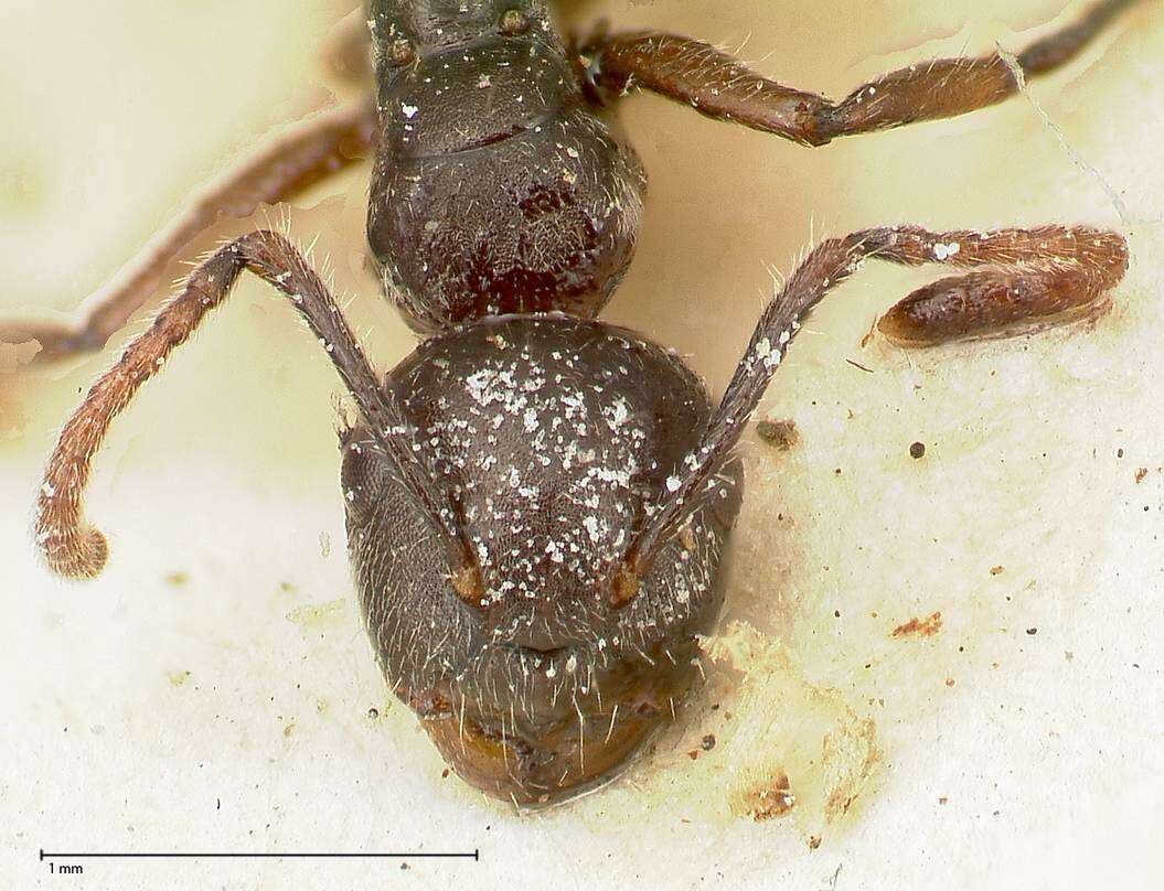 صورة Camponotus overbecki Viehmeyer 1916