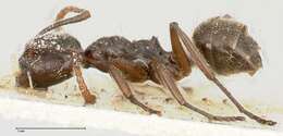 صورة Camponotus overbecki Viehmeyer 1916