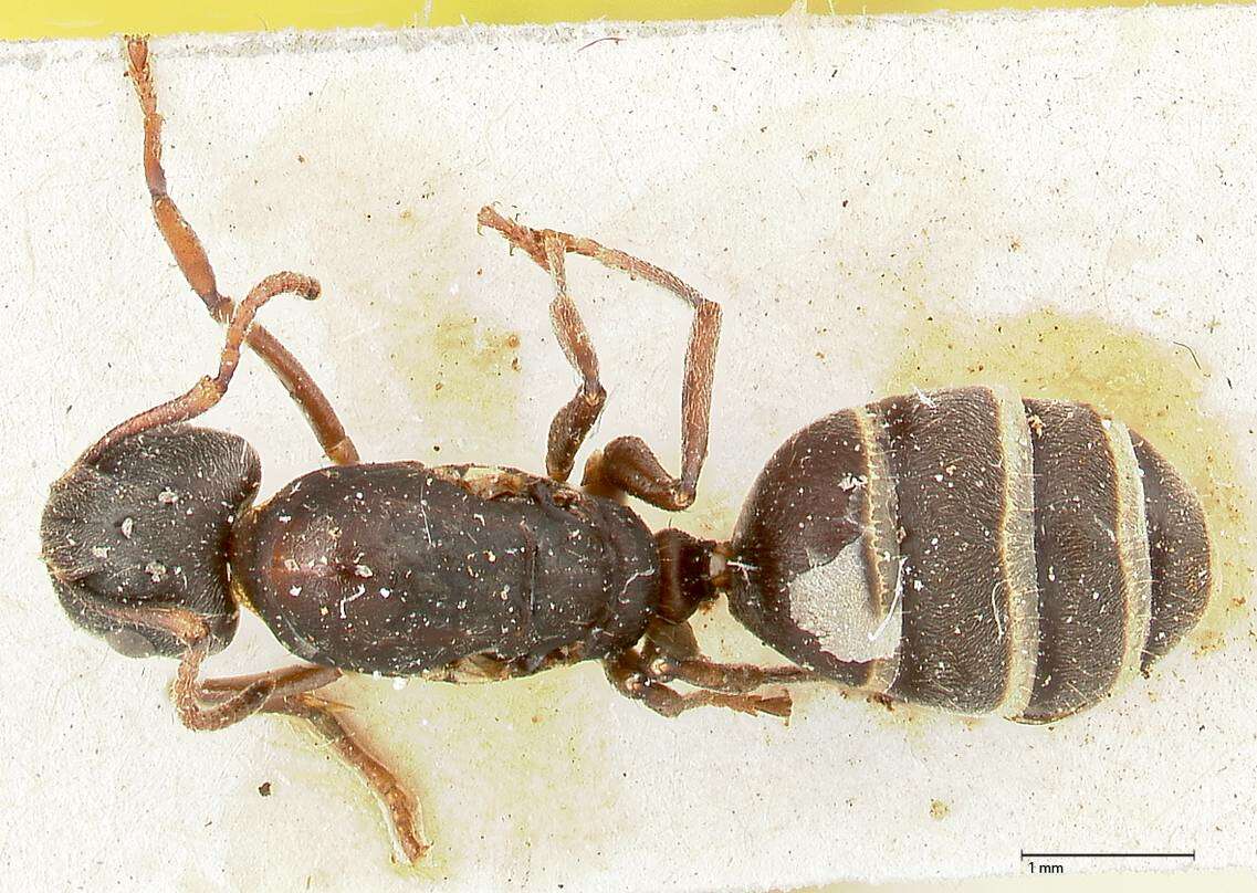 صورة Camponotus overbecki Viehmeyer 1916