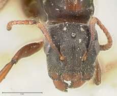 صورة Camponotus overbecki Viehmeyer 1916