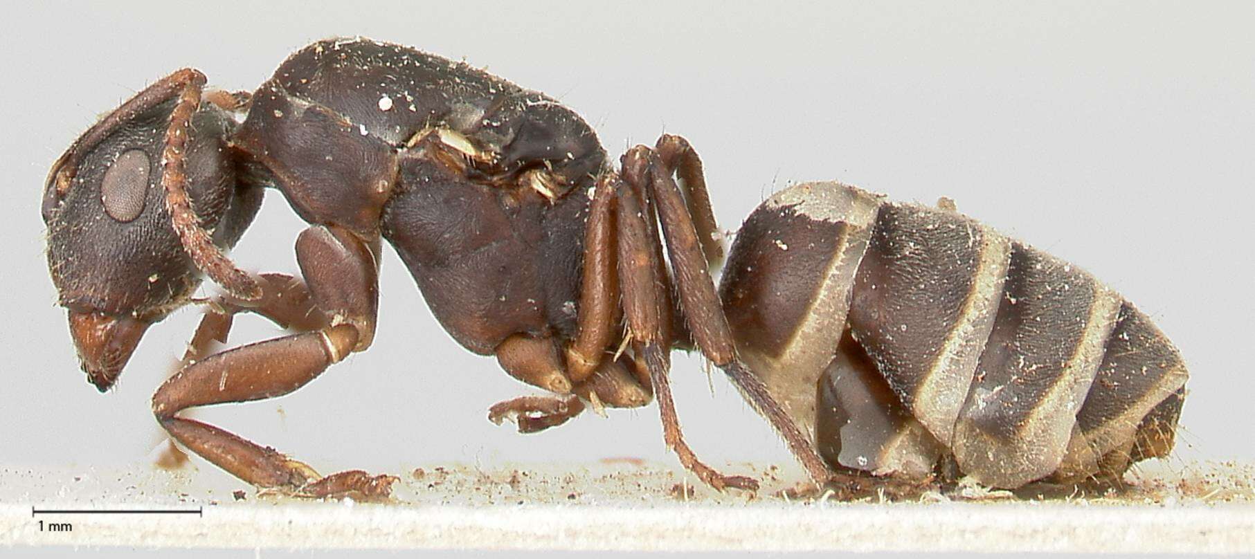 Image of Camponotus overbecki Viehmeyer 1916