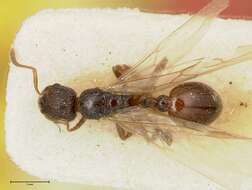 Imagem de Myrmica kurokii Forel 1907