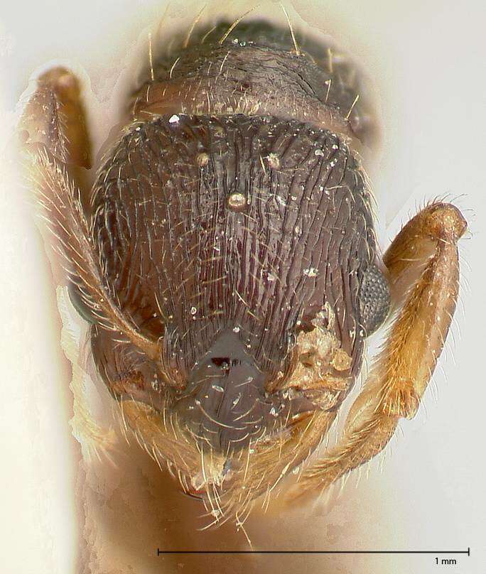 Imagem de Myrmica kurokii Forel 1907