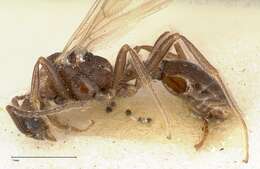 Imagem de Myrmica kurokii Forel 1907