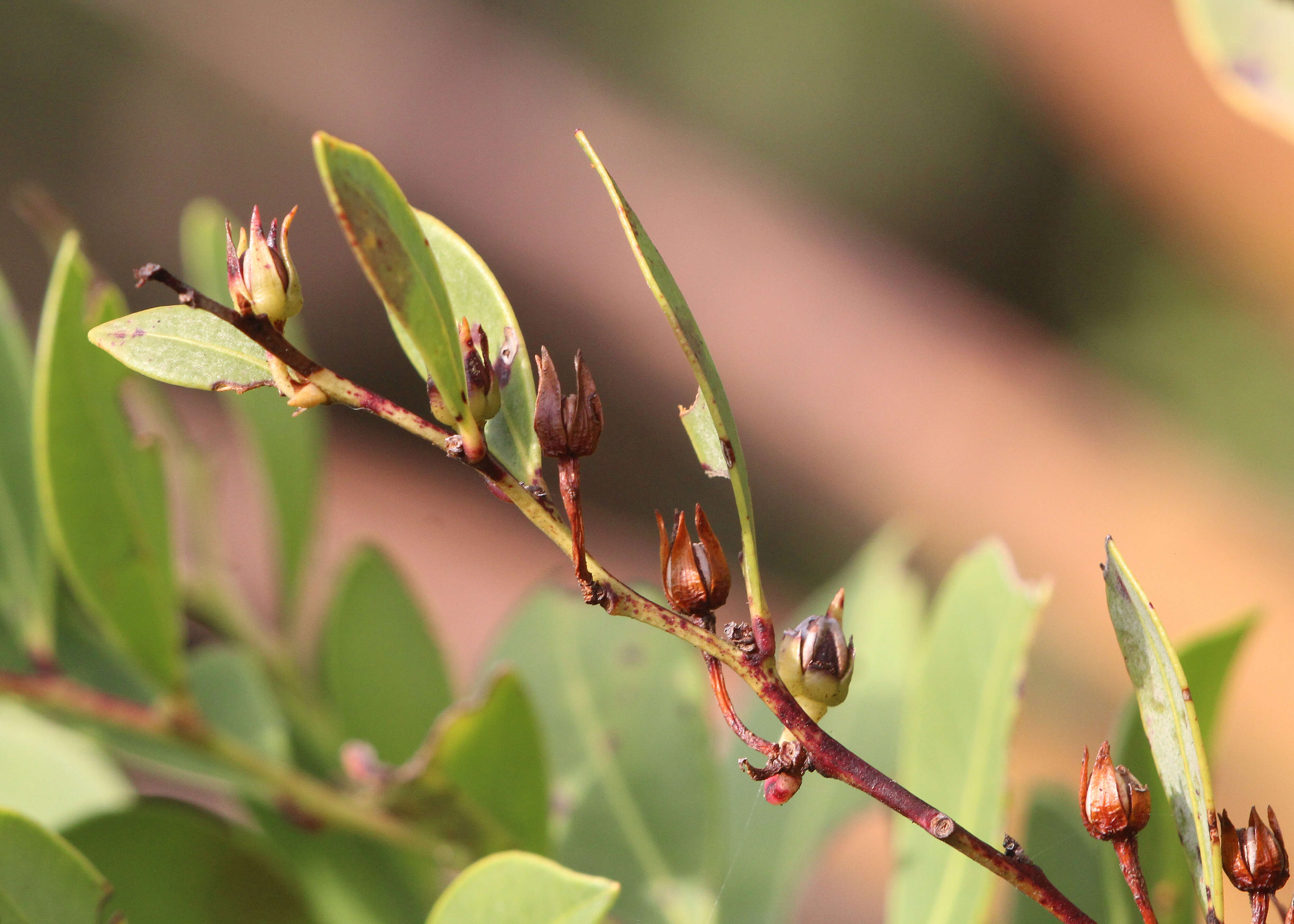 Lyonia lucida (Lam.) C. Koch resmi