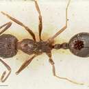 Image of Aphaenogaster caeciliae Viehmeyer 1922