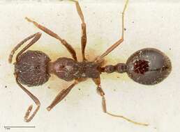 Image of Aphaenogaster caeciliae Viehmeyer 1922