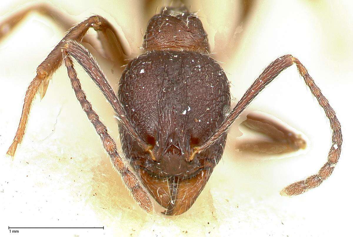 Image of Aphaenogaster caeciliae Viehmeyer 1922