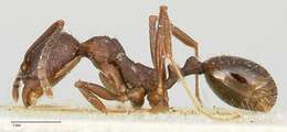 Image of Aphaenogaster caeciliae Viehmeyer 1922