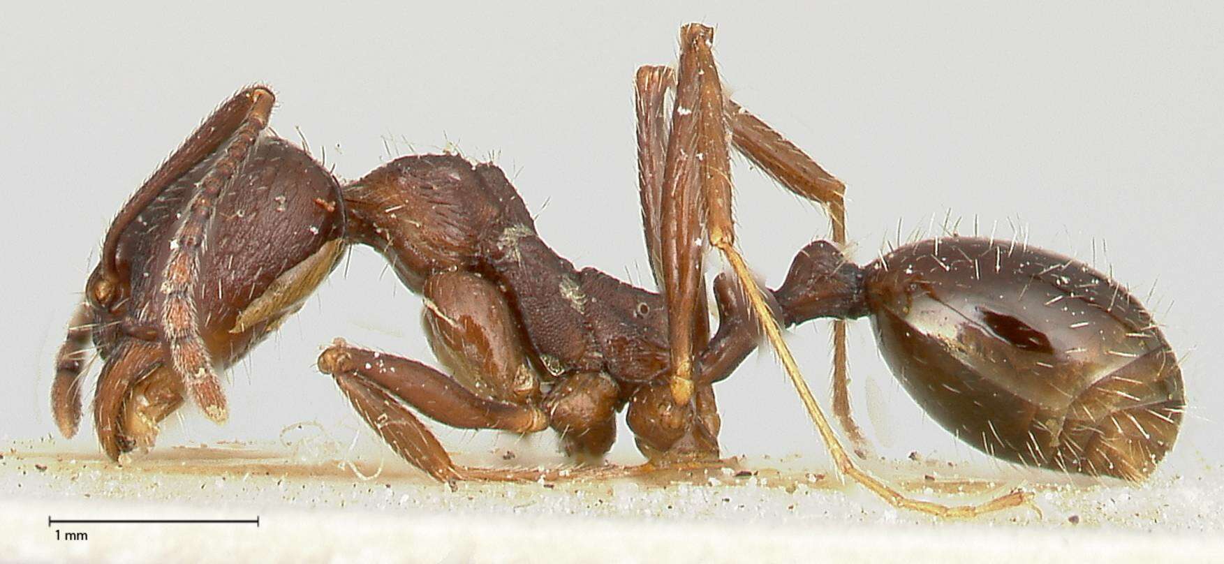 Image of Aphaenogaster caeciliae Viehmeyer 1922