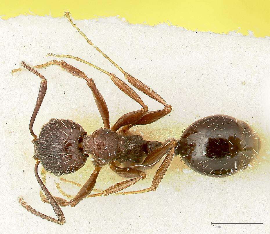 Image of Aphaenogaster caeciliae Viehmeyer 1922