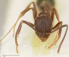 Image of Aphaenogaster caeciliae Viehmeyer 1922