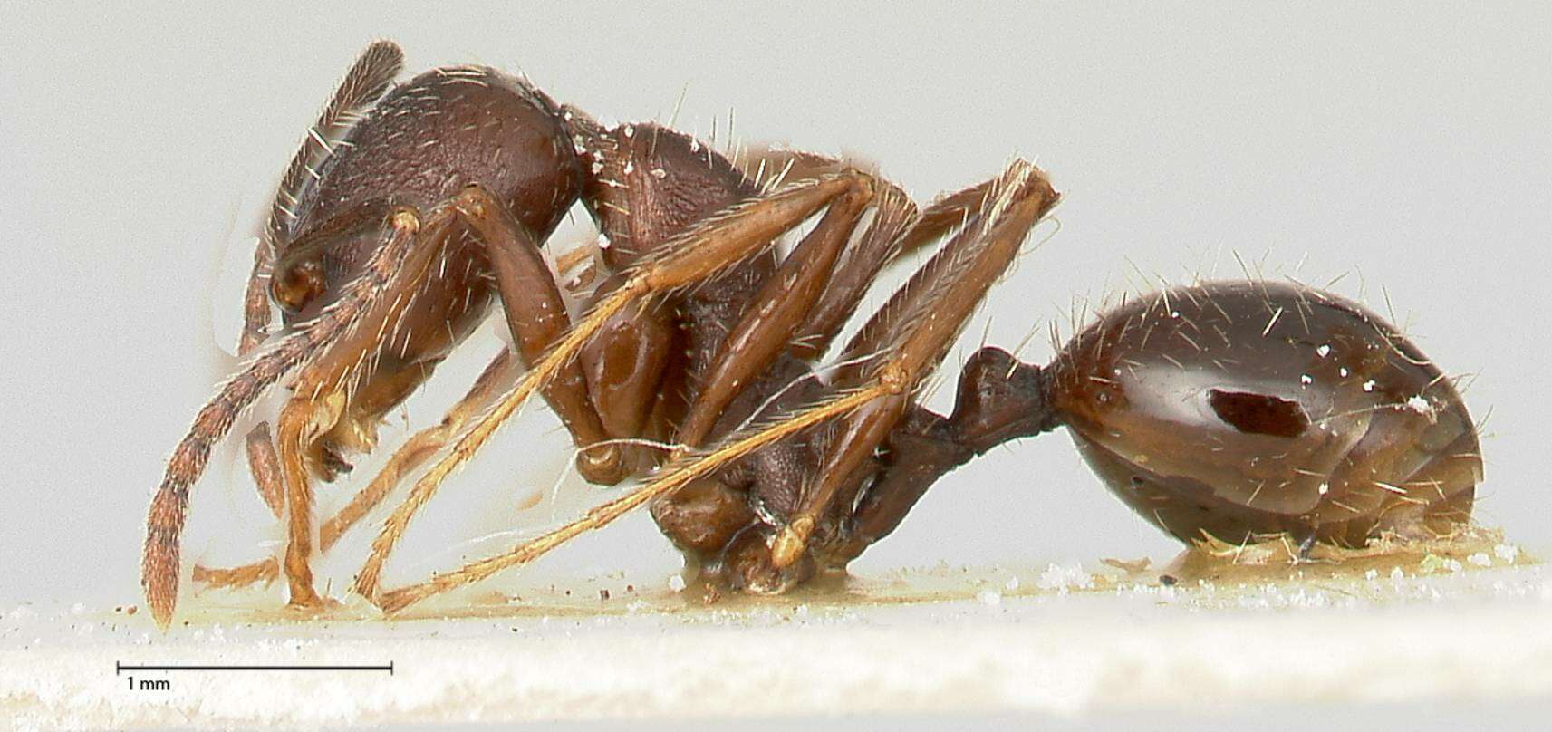 Image of Aphaenogaster caeciliae Viehmeyer 1922