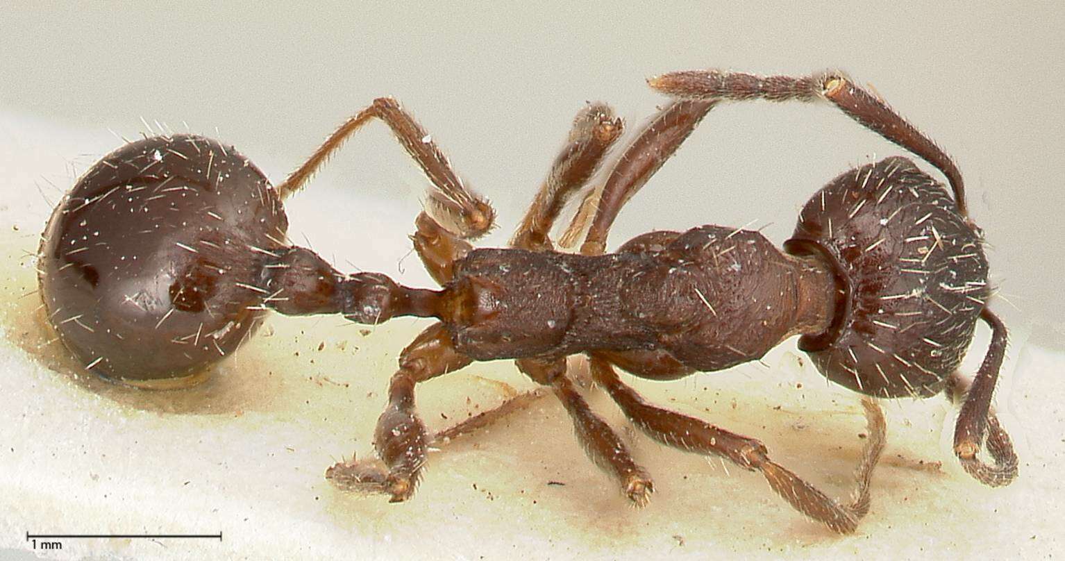 Image of Aphaenogaster caeciliae Viehmeyer 1922