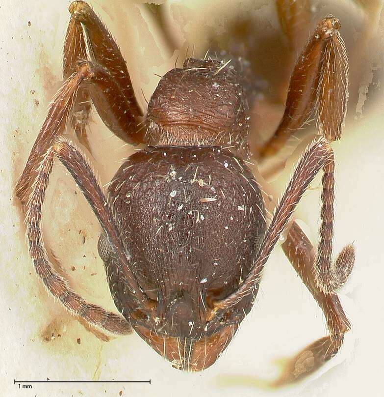 Image of Aphaenogaster caeciliae Viehmeyer 1922