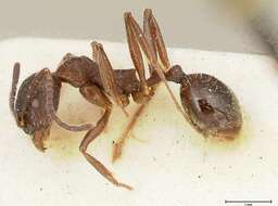 Image of Aphaenogaster caeciliae Viehmeyer 1922