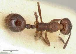 Image of Aphaenogaster caeciliae Viehmeyer 1922