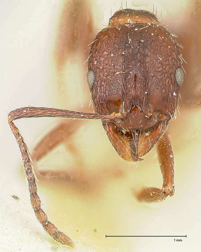 Image of Aphaenogaster caeciliae Viehmeyer 1922