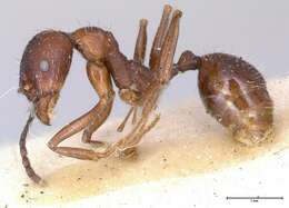 Image of Aphaenogaster caeciliae Viehmeyer 1922