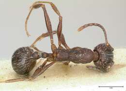 Image of Aphaenogaster caeciliae Viehmeyer 1922