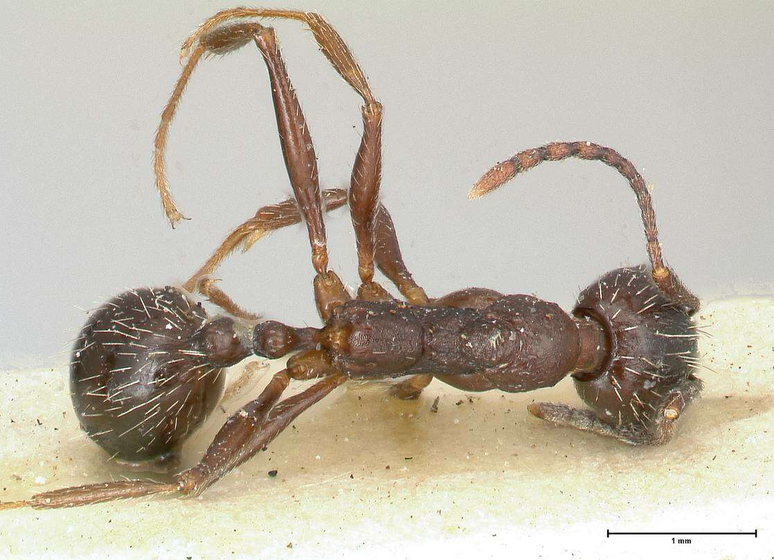 Image of Aphaenogaster caeciliae Viehmeyer 1922