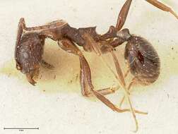 Image of Aphaenogaster caeciliae Viehmeyer 1922