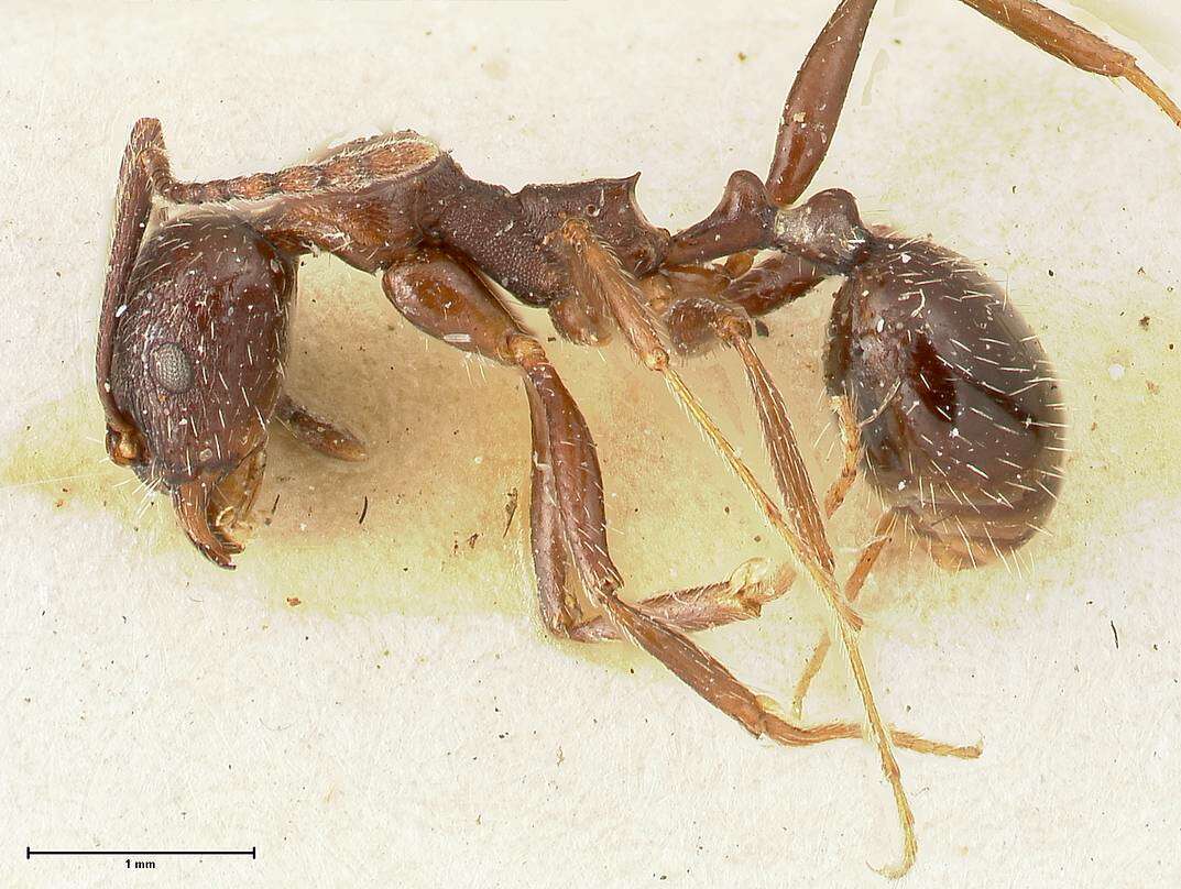 Image of Aphaenogaster caeciliae Viehmeyer 1922