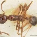 Image of Aphaenogaster weigoldi Viehmeyer 1922