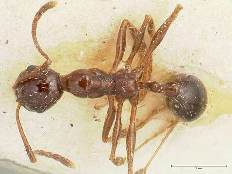 Image of Aphaenogaster weigoldi Viehmeyer 1922