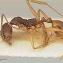 Image de Aphaenogaster angulata