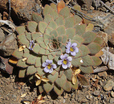 Image of Viola rosulata Poepp. & Endl.