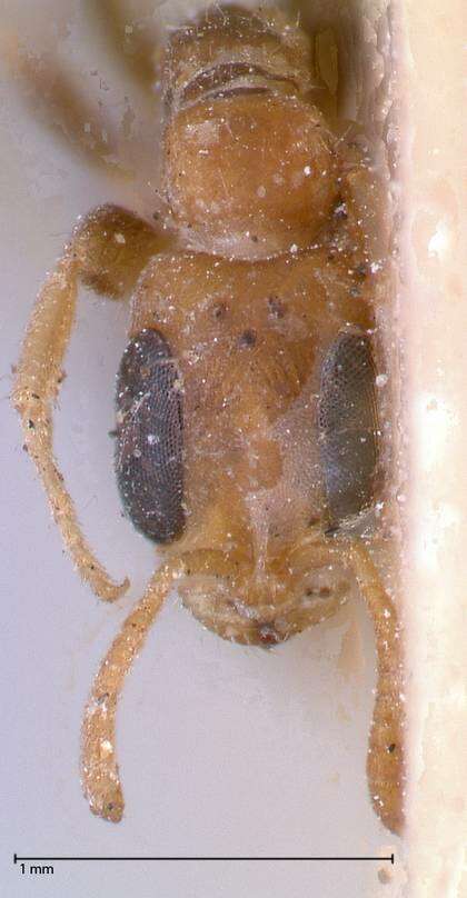 Image of Pseudomyrmex oculatus (Smith 1855)