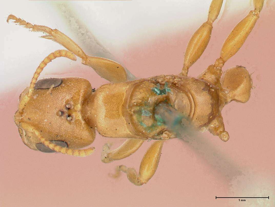 صورة Pseudomyrmex gebellii (Forel 1899)