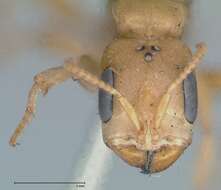 صورة Pseudomyrmex gebellii (Forel 1899)