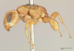 صورة Pseudomyrmex gebellii (Forel 1899)