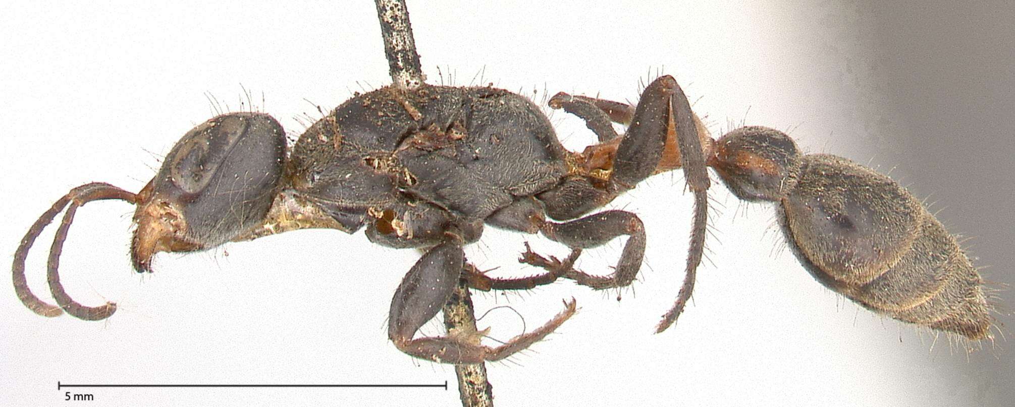 Image of Pseudomyrmex