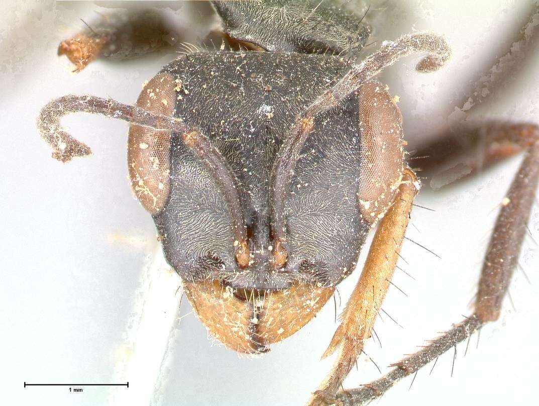 Image of Pseudomyrmex pupa (Forel 1911)
