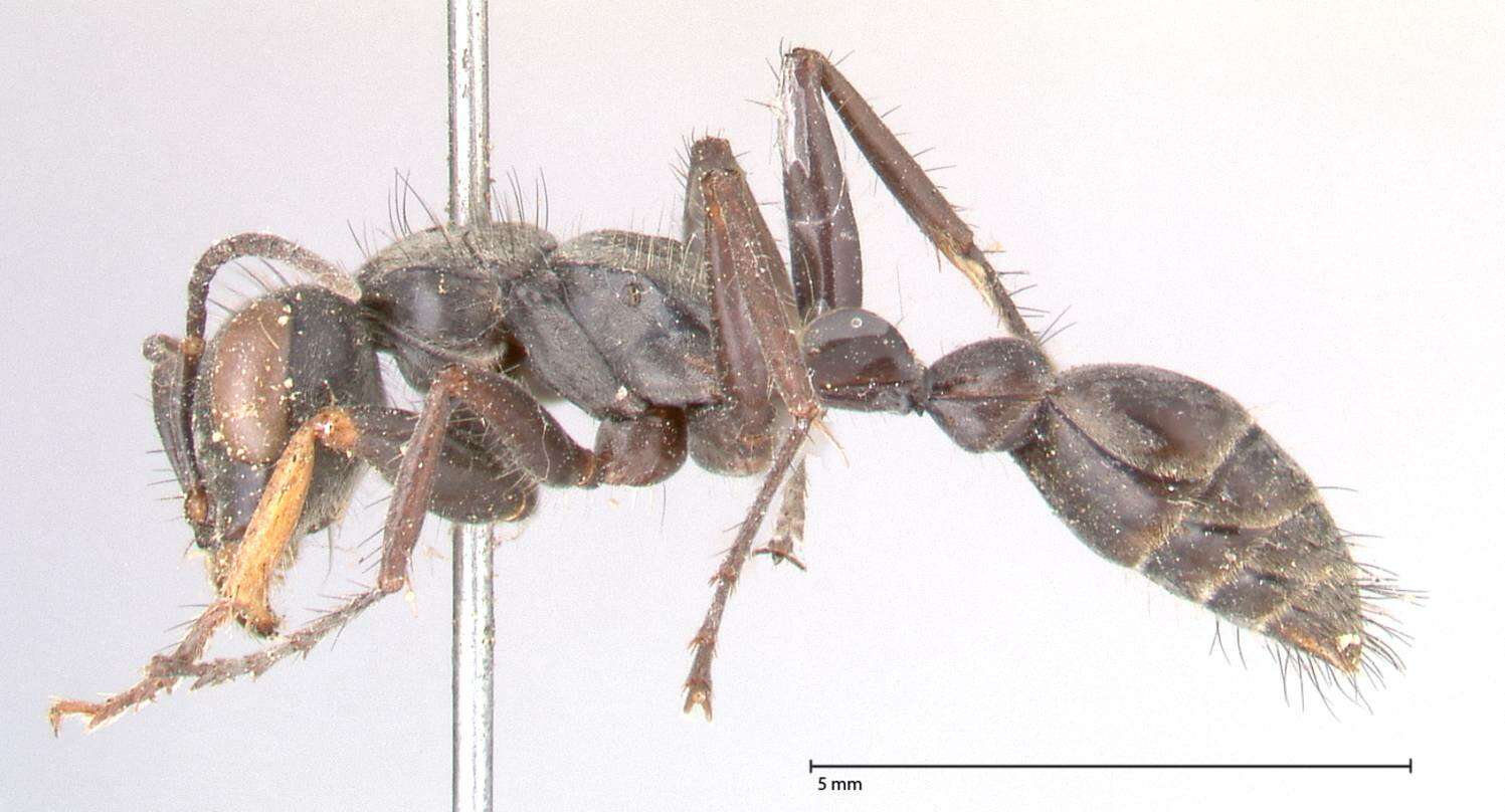 Image of Pseudomyrmex pupa (Forel 1911)