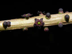 Image of Sarcopera sessiliflora (Triana & Planch.) H. G. Bedell