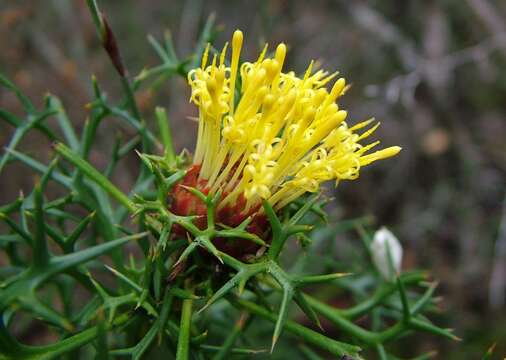 Imagem de Isopogon ceratophyllus R. Br.