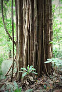 Image of Synsepalum msolo (Engl.) T. D. Penn.