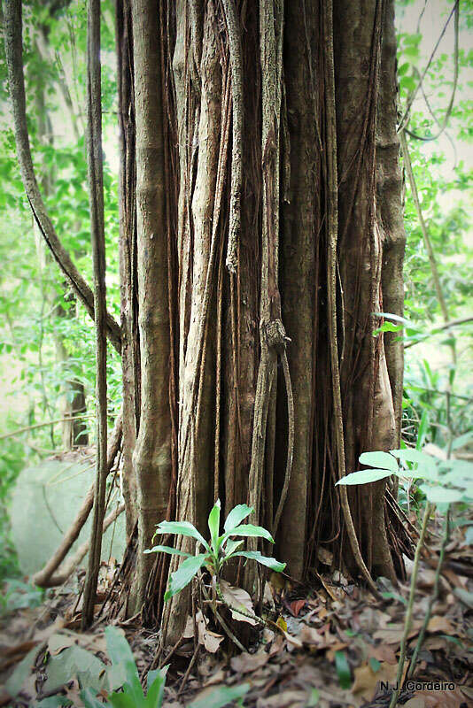 Image of Synsepalum msolo (Engl.) T. D. Penn.