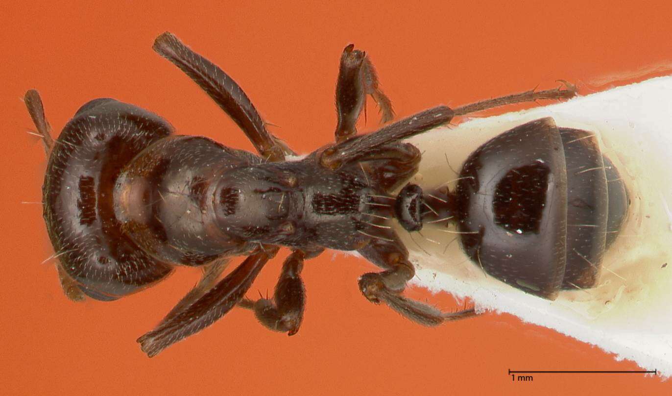 Image of Rossomyrmex