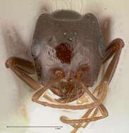 Image of Rossomyrmex