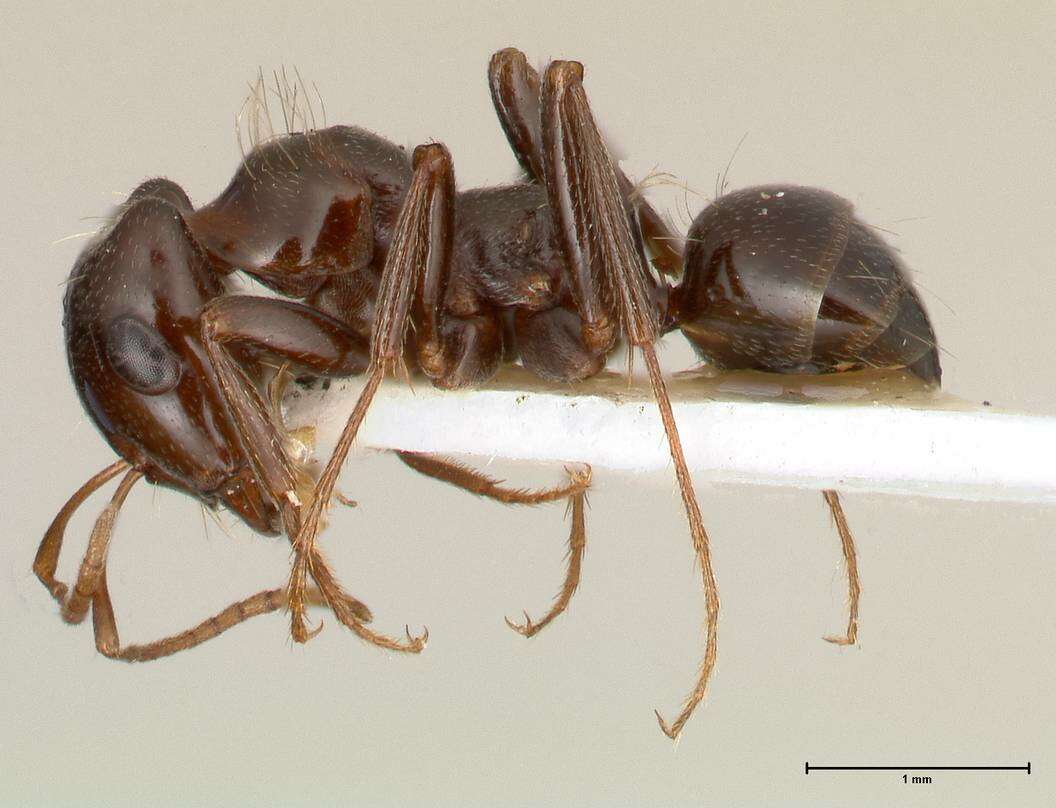 Image of Rossomyrmex