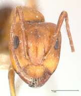 صورة Camponotus alii Forel 1890