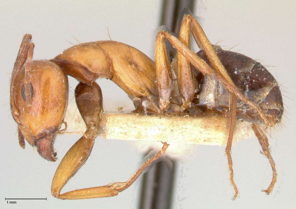 Imagem de Camponotus alii Forel 1890